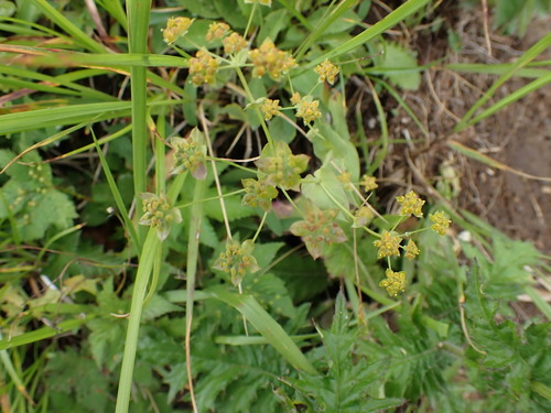 Bupleurum nipponicum iNat (1)