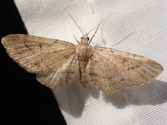Eupithecia unicolor