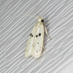 Scythropiodes issikii