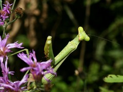 Stagmomantis floridensis
