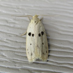 Scythropiodes issikii