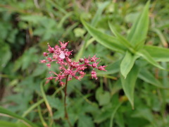 Filipendula multijuga