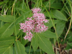 Filipendula multijuga