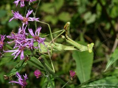 Stagmomantis floridensis