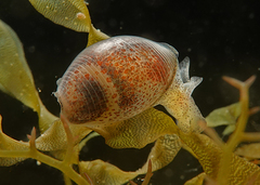 Atys semistriatus