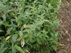 Artemisia monophylla