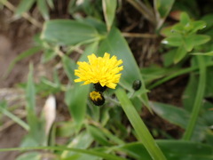 Hieracium japonicum