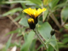 Hieracium japonicum
