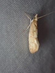 Ypsolopha cervella