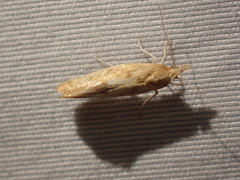 Ypsolopha cervella