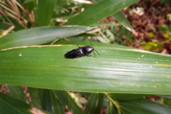 Elateridae