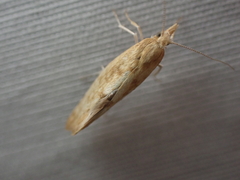 Ypsolopha cervella