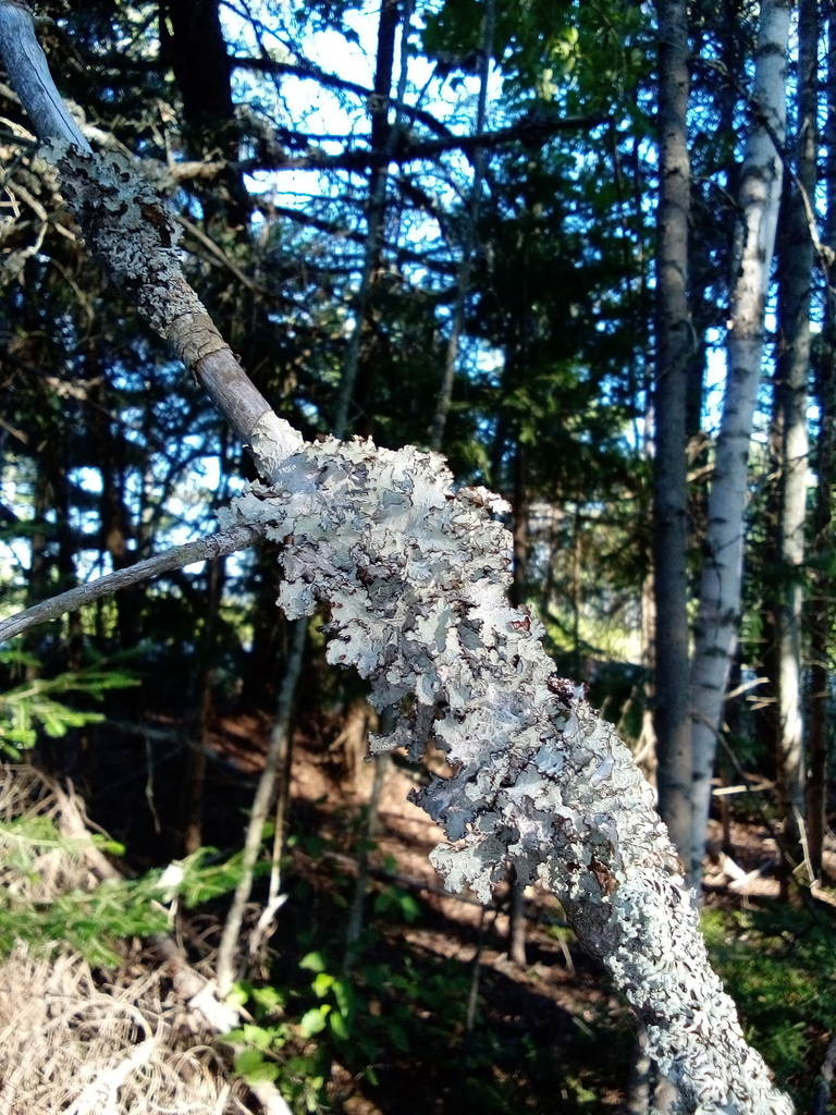 Crumpled Rag Lichen from Miramichi, NB, Canada on July 31, 2022 at 06: ...