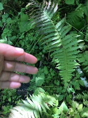 Matteuccia struthiopteris