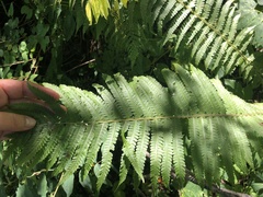 Matteuccia struthiopteris