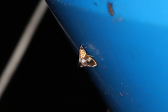 Aetholix flavibasalis