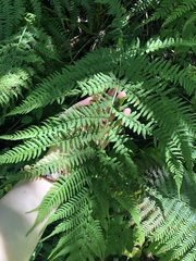 Athyrium filix-femina