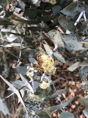 Eucalyptus risdonii