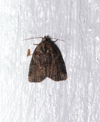 Pseudeustrotia indeterminata