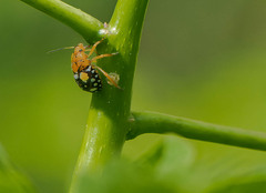 Orsilochides scurrilis
