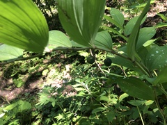Polygonatum odoratum