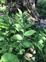 Polygonatum odoratum
