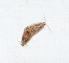 Olethreutes tilianum