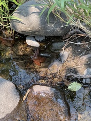 Dicamptodon tenebrosus