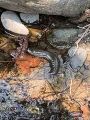 Dicamptodon tenebrosus