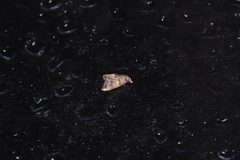 Chlumetia transversa