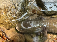 Dicamptodon tenebrosus