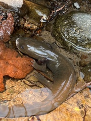 Dicamptodon tenebrosus