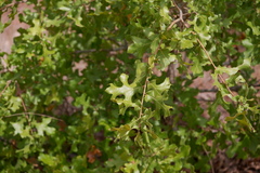 Quercus × hastingsii