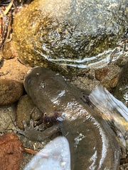 Dicamptodon tenebrosus