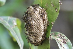 Ropalidia socialistica