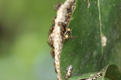 Ropalidia socialistica