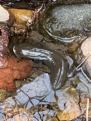 Dicamptodon tenebrosus