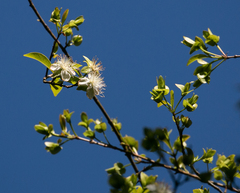 Eugenia involucrata