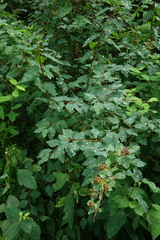 Spiraea chamaedryfolia