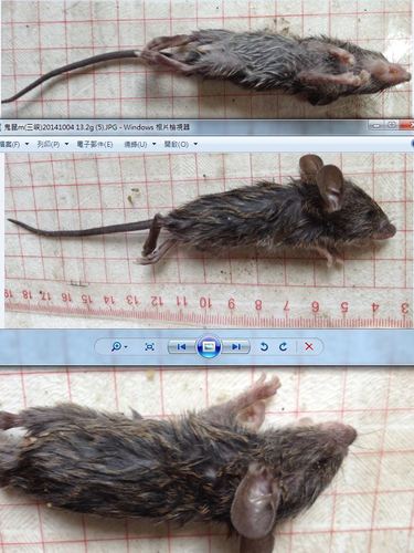 Bandicota indica