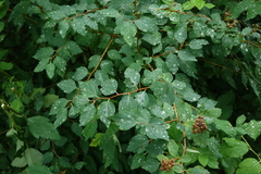 Spiraea chamaedryfolia