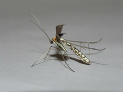 Hellinsia paraochracealis