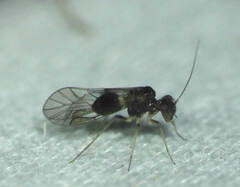 Ptiloneuridae