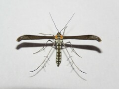 Hellinsia paraochracealis