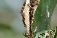 Ropalidia socialistica