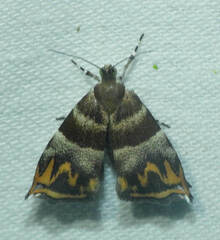 Ornarantia ophiodesma