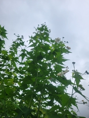 Ripariosida hermaphrodita