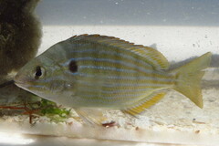 Lagodon rhomboides