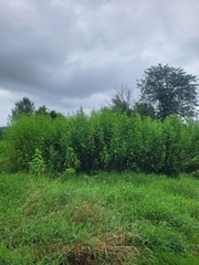 Ripariosida hermaphrodita