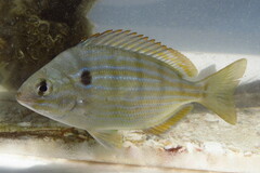 Lagodon rhomboides